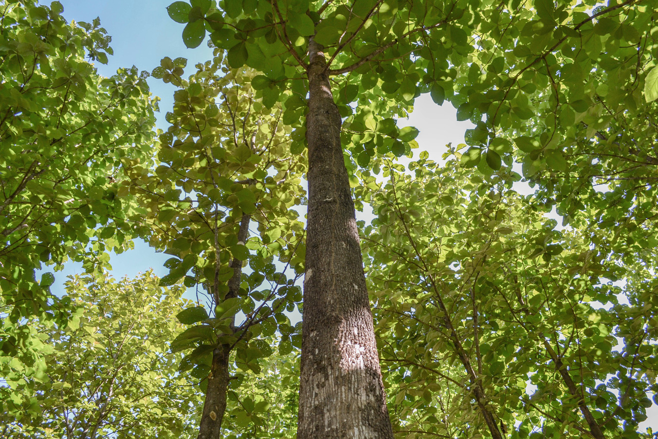 File:A teca (Tectona grandis) também chamada de teak ou djati é